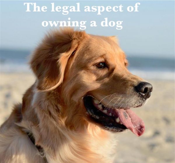 Legal requirements for owning a dog