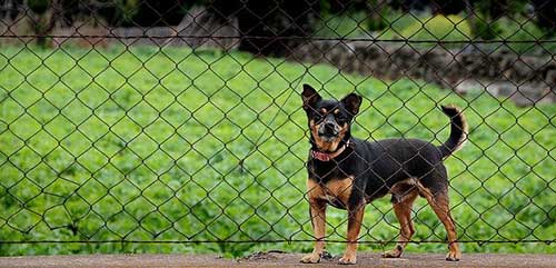 Are You Looking To Adopt, Foster or Rescue?