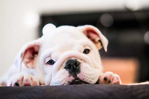 The ‘New Normal’ for Lockdown Puppies