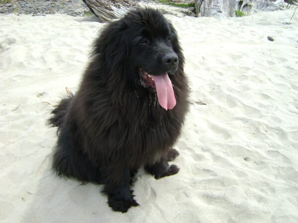 The Newfoundland Dog Breed