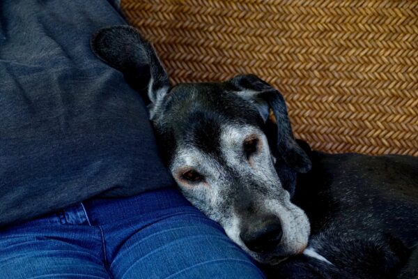How You Can Ease Your Senior Dog’s Arthritis Pain