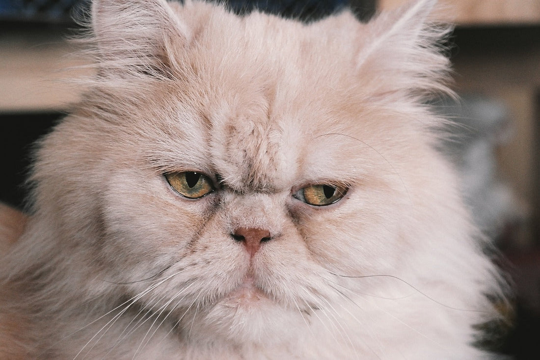 Ultimate Guide to Caring for Persian Cats: Tips for Keeping Your Feline Companions Happy and Healthy