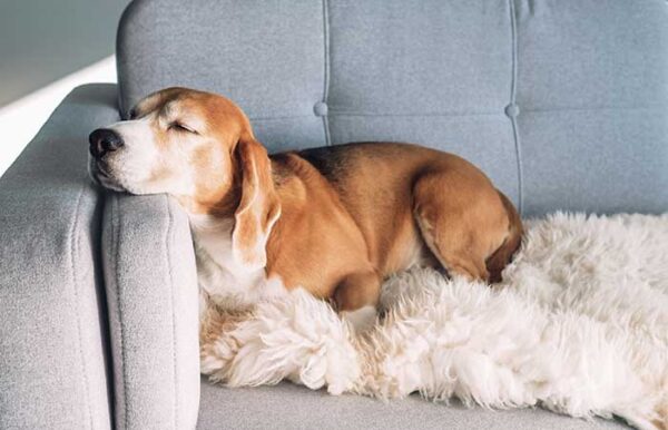 How Long Do Puppies Sleep?