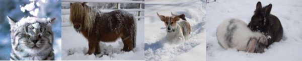 Caring for Pets in Cold Weather