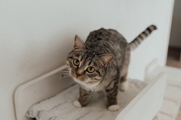 Make Sure Your Home Is Properly Adapted To The Needs Of Your Feline