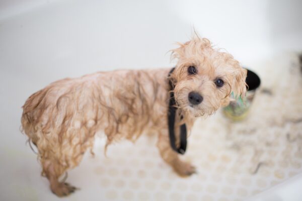 How Often Should You Bathe Your Dog?