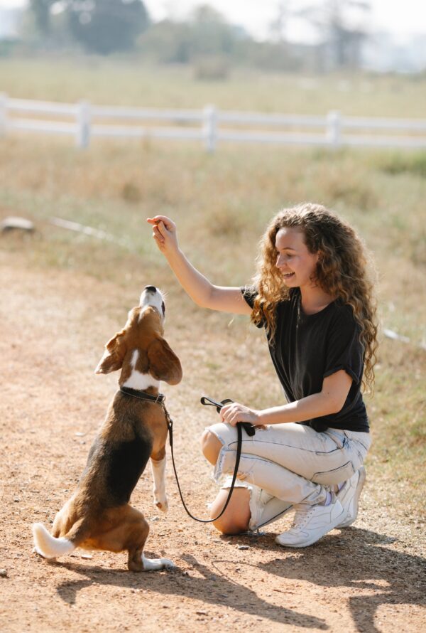 How To Teach A Dog To Play Dead? Simple Ways