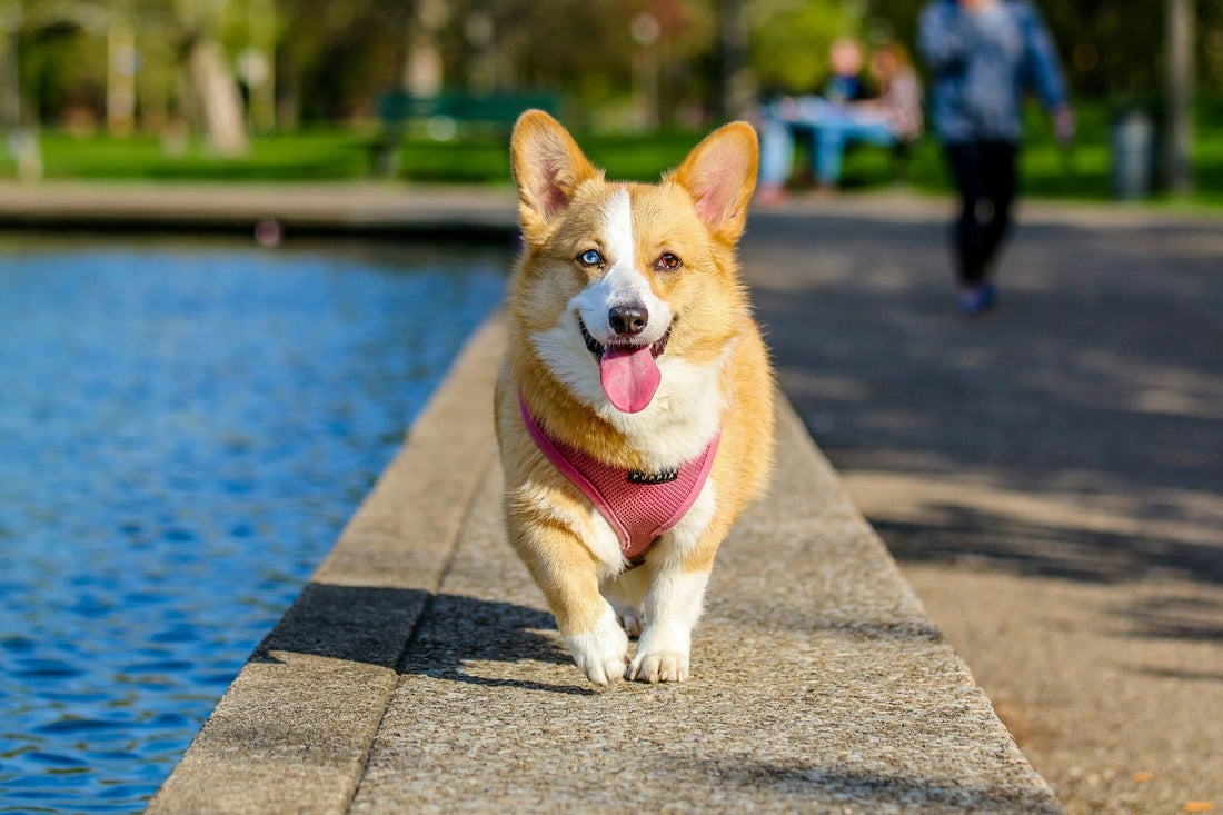 Signs of Arthritis In Your Dog