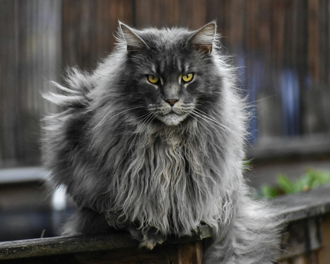 Maine Coon Cats: The Gentle Giants of the Feline World