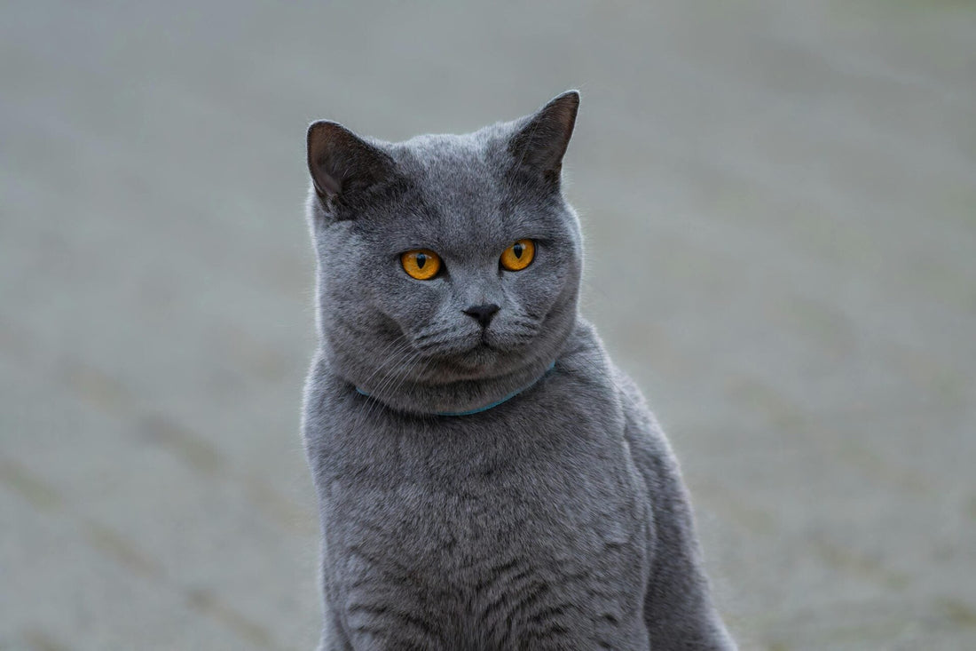 The British Shorthair Cat: A Guide to This Beloved Breed