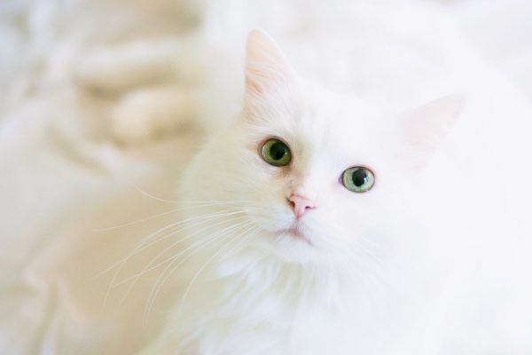 Cats Love Company – Why Overnight Cat Sitting Counts!