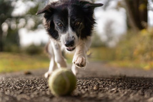 Our Favourite Toys for Home Alone Dogs
