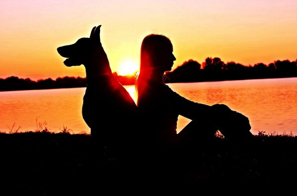Summer Sun and Dog Walking Fun