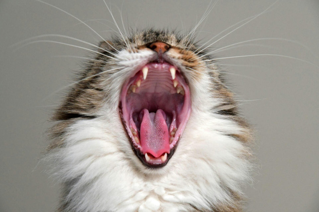 Decoding Feline Behavior: Why Does My Cat Bite Me?