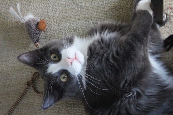 Tricks & Toys To Keep Your Cat Entertained
