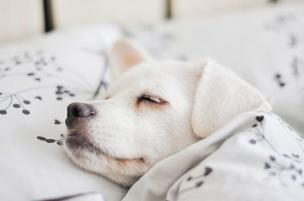 Benefits of Overnight Pet Sitting in Stockport