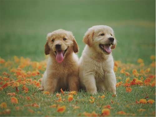 What is Puppy Socialisation?