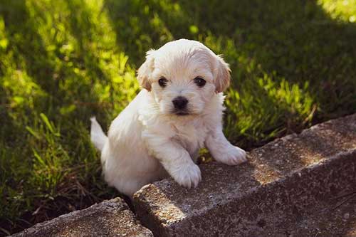 Thinking of Buying Your First Pet Puppy: Here’s 5 Tips to Create an Optimal Environment for Them