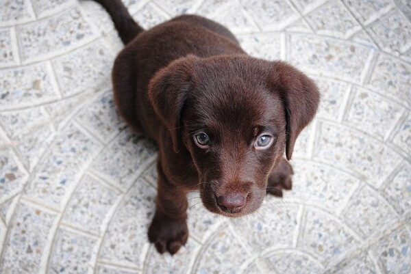 Puppy Visiting Options in SE London