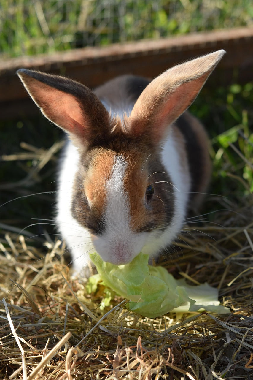 🐰 How to Keep Your Rabbit Cool in Hot Weather: Essential Summer Care Tips