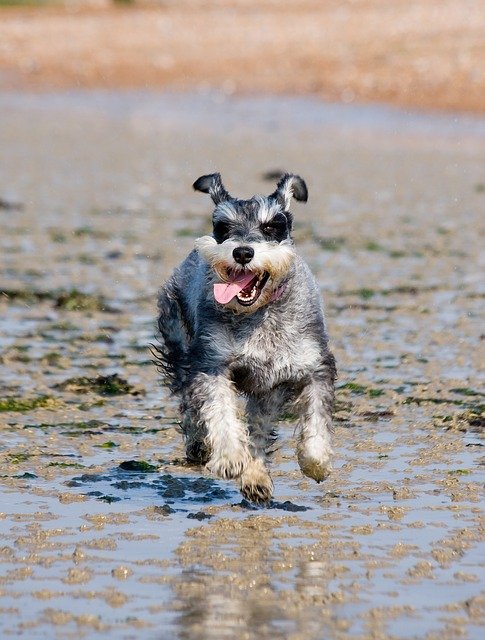 How Much Exercise Does My Dog Need?