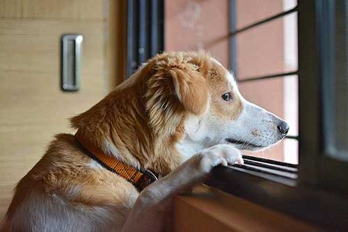 Pets & Anxiety