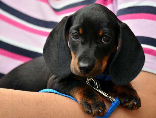 How We Can Support Your Puppy Through the Lockdown Lift