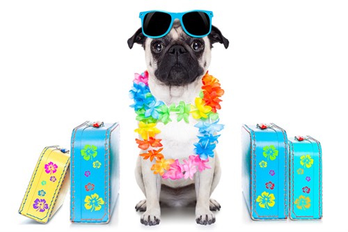 Dog Home Boarding Holidays – The Latest Trend to Rival Traditional Dog Kennels