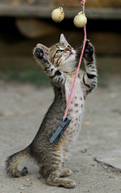 Get the most out of playtime!