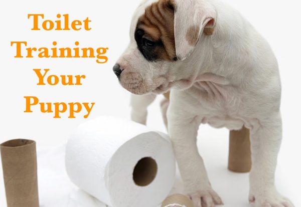 Tips to toilet train your new puppy