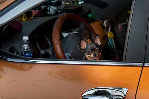 Travelling in Bristol with a pet in your car