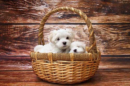 How Long Are Dogs Pregnant? Conception To Birth Guide