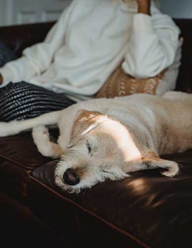 Unleash Your Love for Dogs and Earn Extra Cash: Become a Dog Home Boarder with Scamps & Champs Stockport and Tameside!