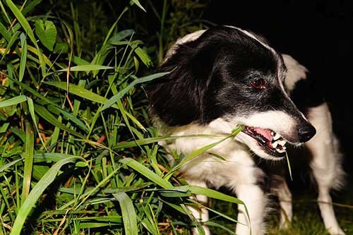 Why Does My Dog Eat Grass?