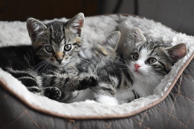 Kitten Food