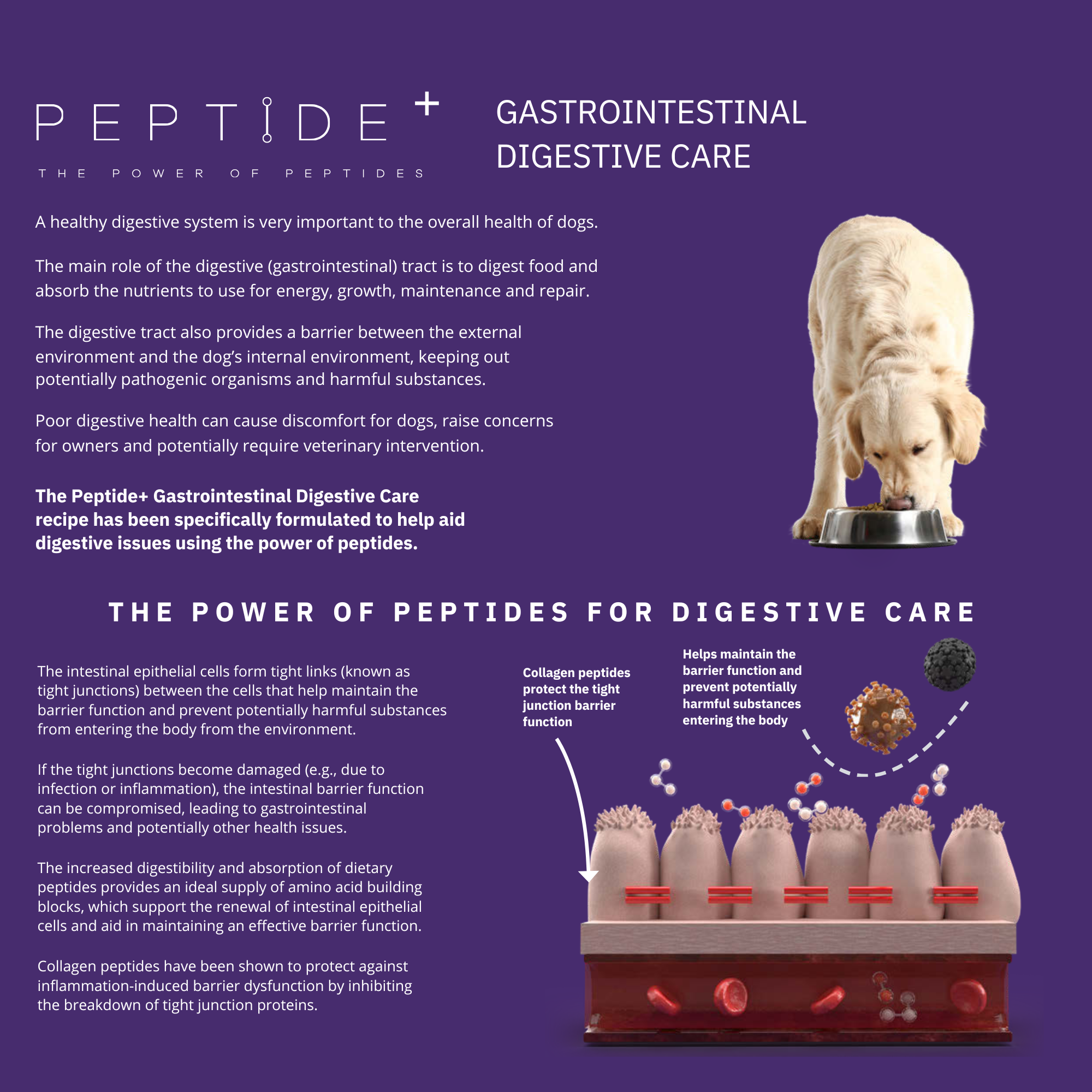 Peptide+ Gastrointestinal Digestive Care – Advanced Nutrition for Sensitive Stomachs