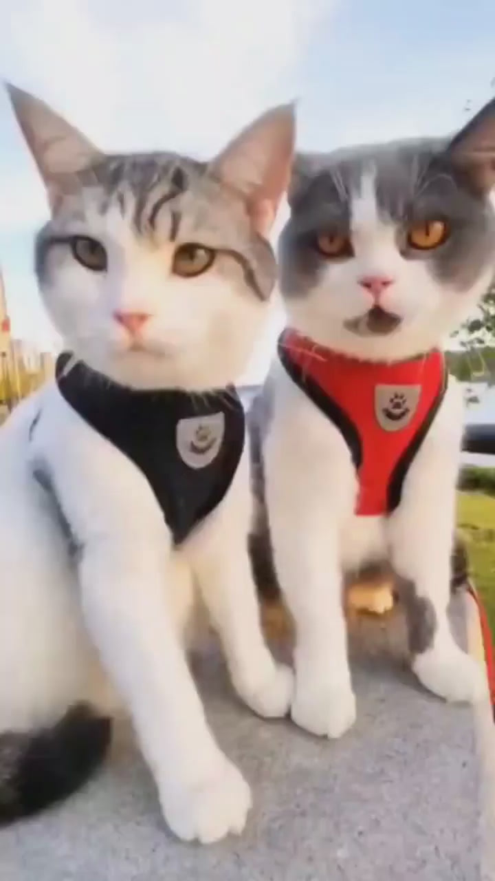 Cat Harness For Safe Fun Outdoor Walks
